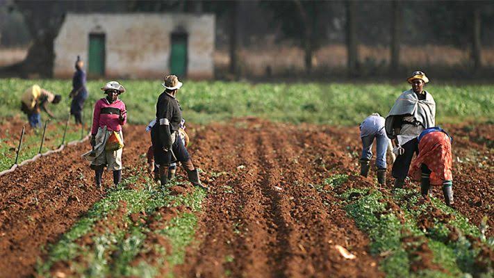 Failed Rain Forecast Threathens Food Security in Kwara Communities